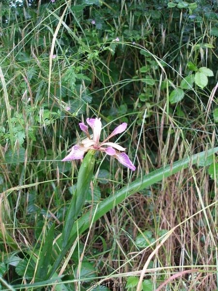 2007 05 Séjour en Brenne 011